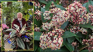 SKIMMIA ARBUSTE À FLEURS OU À FRUITS COLORÉS POUR L’OMBRE EN SOL ACIDE… Le Quotidien du Jardin N°297 [upl. by Cerell]