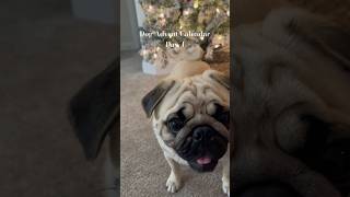 Advent Calendar day 4 🎄✨🎅🏽 pugs pugpuppy christmas adventcalendar dogchristmas puglife [upl. by Carlick]