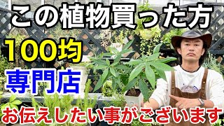 【知らなかった】そのパキラは必ず〇〇しないといけません。 【カーメン君】【園芸】【ガーデニング】【初心者】 [upl. by Rennob304]