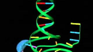 Transcripción del ADN [upl. by Jagir]