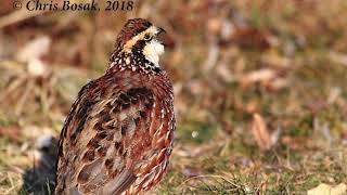 Northern Bobwhite in New England [upl. by Munshi]