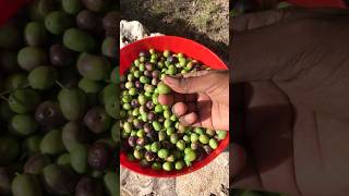 Italian Black and green Olive in Rome italianfood oliveoil [upl. by Anirb]