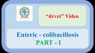 Enteric colibacillosis Part 1 [upl. by Nesila542]