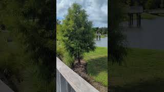 Snow White Feathers on White Ibis with Pink Decurved Beaks by Cypress Tree in Lake at Solary Park [upl. by Teirrah]