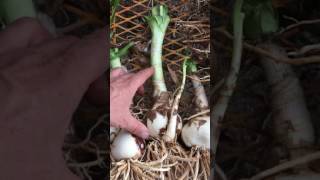 How To Plant Bare Root Crinum Lilies [upl. by Biebel]