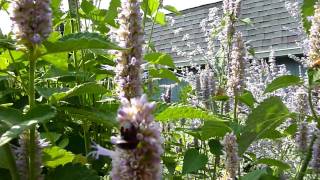 Anise Hyssop Agastache foeniculum part 2 [upl. by Une804]