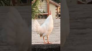 Rooster crowing sound Murge ki azan rooster colour chicks viralshorts [upl. by Annonyw]