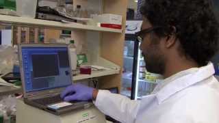 Harvard Researchers Use the Gel Doc™ EZ to Study Human Gene Function [upl. by Lagas]