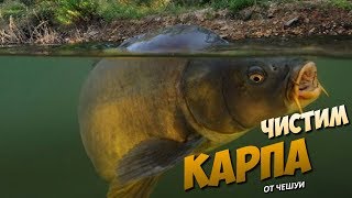 🐟 КАК БЫСТРО ПОЧИСТИТЬ КАРПА ОТ ЧЕШУИ [upl. by Kcirdde]