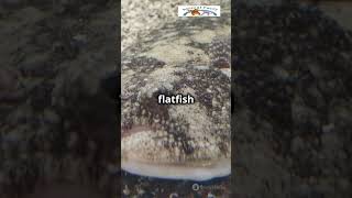 Dive into the World of Flatfish AnimalFacts Flatfish OceanLife MarineBiology SubscribeNow [upl. by Aisitel658]