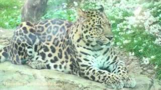 Philadelphia Zoo Amur Leopard  Krepke in Big Cat Falls 2 [upl. by Azilem]