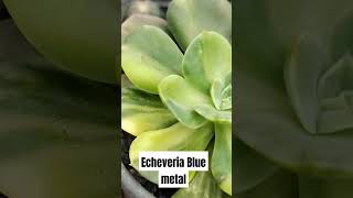 Echeveria blue Metal Variegada [upl. by Asiilanna]