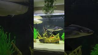 Esterline Aquarium Amazing love relaxing aquariumfish Fisfishtank short [upl. by Whang]