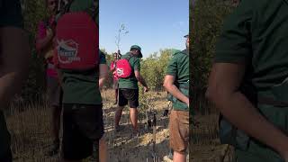 Mangrove tree planting and kayaking at YAS ABU DHABI [upl. by Tove206]