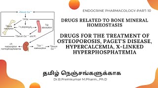 Drugs acting on Bone Mineral HomeostasisDrugs for OsteoporosisEndoPart10  Tamil [upl. by Aitercal]