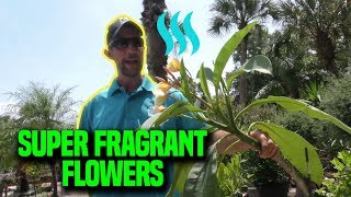 Best Smelling Plants for your Garden [upl. by Lacefield]