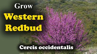 How to Grow Western Redbud Cercis Occidentalis Plants in your Garden [upl. by Kirchner72]