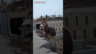 Why do so many people dislike donkeys and make fun of them🐴 youtube4animal youtubeshorts youtube [upl. by Aillimat]