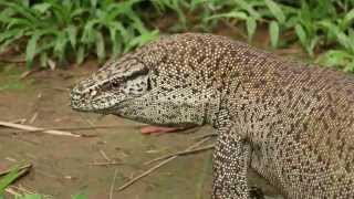 Bengal Monitor Captured by Azim Khan Ronnie [upl. by Housum]