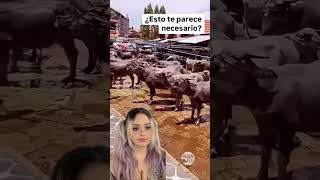 La explotación animal NO es natural necesaria ni humana 🚫⁠ asado parrillada leche quesos [upl. by Patrizius]