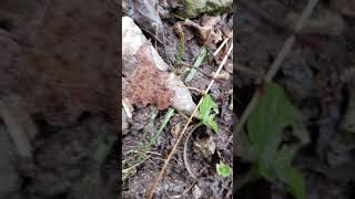 Laclede County Missouri Arrowhead hunting [upl. by Fernas970]