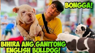 WOW NA WOW NA ENGLISH BULLDOG PANALO DIN ANG SHORGI NI JOSHUA [upl. by Cerys]