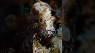 A cockscomb hiding into a tiny tube blenny oceancreatures underwaterphotography [upl. by Nyla]