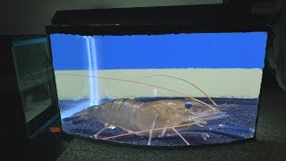 Giant prawn shrimps The coolest aquarium pets [upl. by Sucitivel]