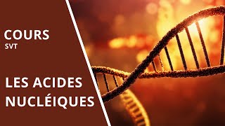 A7 Les acides nucléiques [upl. by Salomie]