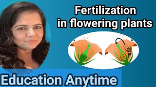 Fertilization in flowering plants [upl. by Craner]