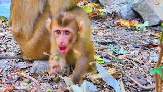 so lovely baby monkey like eating mango [upl. by Enomas817]