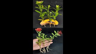 How To Grow Ixora Plant From CuttingShorts [upl. by Dawes]