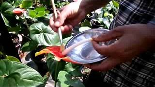 How to pollinate anthurium plant Anthurium plant care [upl. by Moureaux510]