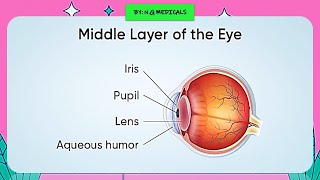 Eye Part 2 MIDDLE LAYER CHOROIDCILIARY BODYIRIS EASY NOTES  EXPLANATION IN HINDI  NG MEDICALS [upl. by Leugar]