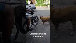 cachorro caramelo [upl. by Sena958]