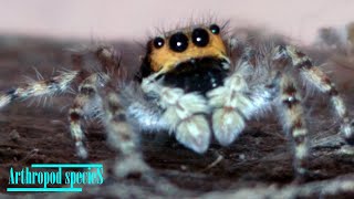 Arachnida Species  Cute Jumping Spider Species 26 [upl. by Yrocej]