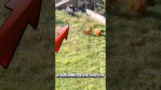 Cane Corso vs Warzenschwein – Kann der Cane Corso gewinnen 😱 [upl. by Mahla]