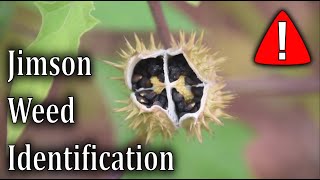 How To Identify Jimson Weed  Datura Stramonium [upl. by Marena]