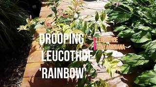 GARDENING MINUTES  Drooping Leucothoe Rainbow [upl. by Zindman567]