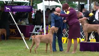 Wirehaired Vizslas  Breed Judging 2022 [upl. by Bible]