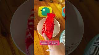 🦐🦐🦐Cubpi mistook his pair of slippers for a lobster Hilarious video toysdiy funny trending [upl. by Alick]