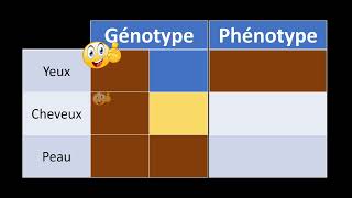 Hérédité phénotype et génotype [upl. by Jordans]