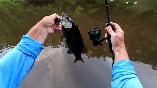 Summer Evening Topwater Bass Smashes With Piscifun Carbon X 3000 UL [upl. by Tebzil]