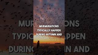 Amazing Murmuration facts Discover the magic of starlings synchronized flight Murmuration Nature [upl. by Anielram296]