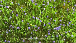 Evolvulus alsinoides Dwarf Morning Glory Slender Dwarf Morning Glory [upl. by Ttenyl]