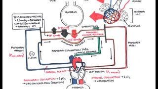 Pulmonary Vascular Physiology Pressure and Hypertension [upl. by Casmey]