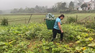 Harvesting pumpkins to sell at the market  Pet care  Single Mother Life [upl. by Alyehc]