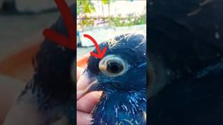 Pigeon pox treatment P189 pigeonmedicine shorts tranding uk australia usa pets [upl. by Emiolhs]