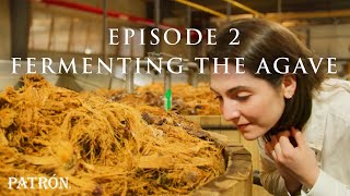 How Patrón Tequila Is Made  Fermentation amp Distillation  Ep2 [upl. by Mcnamee]