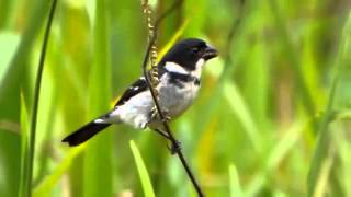 CANTO do Coleiro do Norte Sporophila americana  Wing barred Seedeater [upl. by Novrej]